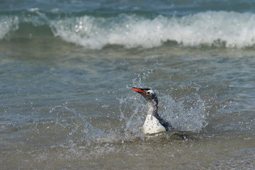 Gentoo Penguins (Pygoscelis papua) coming back to land after a day spent feeding at sea. Bleaker...