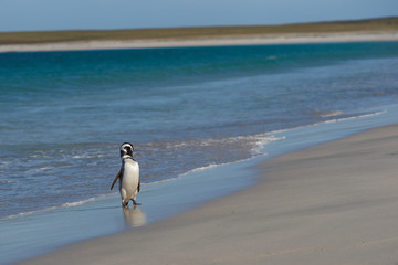 Magellanic Penguin (Spheniscus magellanicus) returning to land from the sea on a large sandy beach...