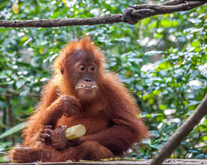 Young Orangutang