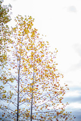 秋色づけを競う