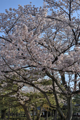 建仁寺の桜