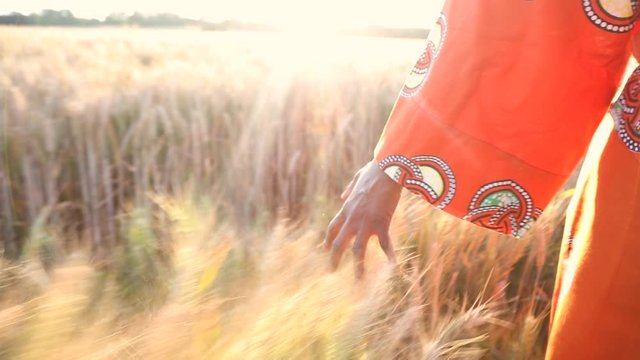 African woman in traditional clothes walking with her hand touching and feeling the crops, wheat or barley, farmer in a farm field in Africa at sunset or sunrise