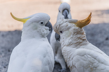 portrait of a parrot