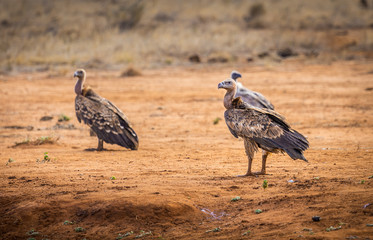 African vulture in Kenya