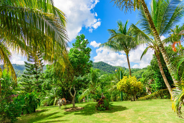 Dominican Republic jungle landscape