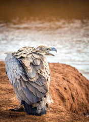 African vulture in Kenya