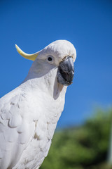 portrait of a parrot