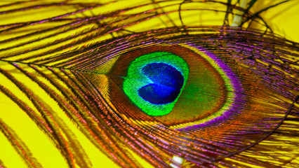 indian peacock feathers,peacock tail,birds tail,close- up view of peacocks tail ,yellow background on peacocks feather.close up feather brown - yellow isolated on green background