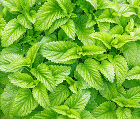 Mint in the garden beautiful backdrop of spring