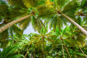 palm sun top Dominican Republic