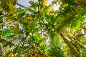 Obraz premium palm sun top Dominican Republic
