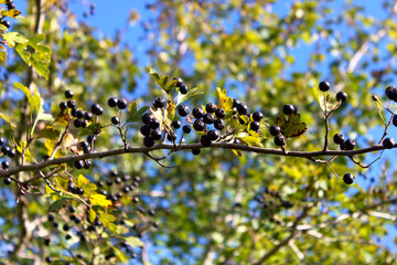 Edible fruits of wild Caucasian hawthorn