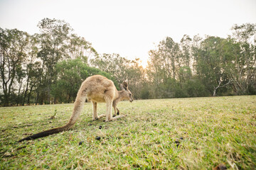 Wild kangaroo joey in open grass field at sunset with golden light in pouch