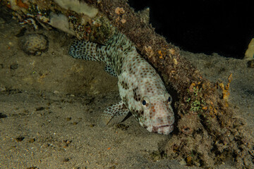 Fish swim in the Red Sea, colorful fish, Eilat Israel