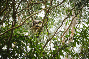 Wild koala bear perched in a tree on the Gold Coast, Queensland, Australia at sunset