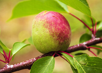 Fresh apricot in a stage of maturation