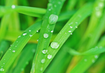 Naklejka premium Close up pearls of dew on the grass
