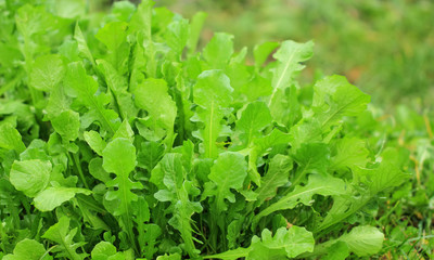 Lush green foliage bathed in dew