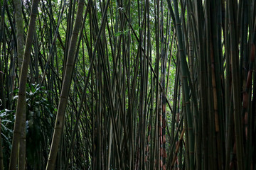 Obraz na płótnie Canvas Groove of young bamboo tree with leaves, Full frame shot of bamboo trees (pohon bambu) Taken in Sibolangit, Indonesia