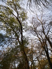 Background of november branches of trees and blue sky