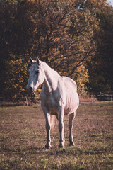 Nature (Autumn) Rajka, Hungary