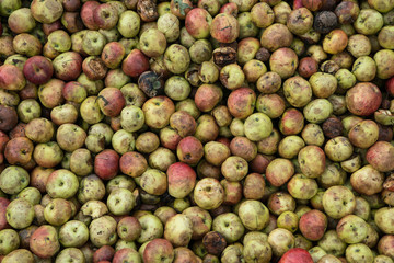 close up of apples ready to make cider