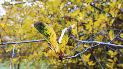 Yellow leaves