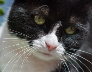 Portrait, black-white cat with yellow-green eyes close-up.