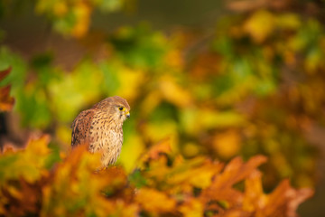 Common kestrel , falco tinnunculus,