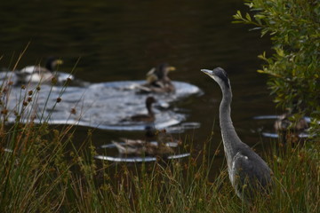 On looking Blue Heron