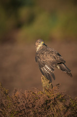 Common Buzzard ,Buteo buteo, late autumn,diffuse background 