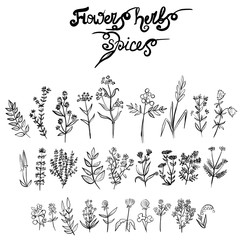 set with medicinal plants for the treatment of various diseases for advertising © Galina