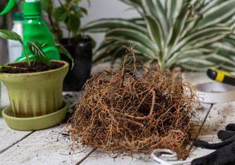 The roots of a home plant. preparation for transplantation.