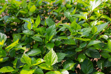 Fototapeta na wymiar Closeup view of beautiful fresh green leaves of growing decorative shrub in park. Natural organic photo background. Horizontal color photography.
