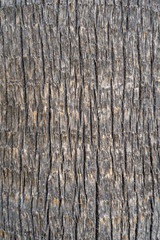 Obraz premium Widok zbliżenie tekstury kory palmy pustyni. Organiczne tło. Pionowa fotografia kolorowa.