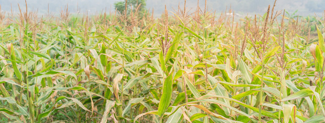 Obraz premium Panoramic organic corn farm with cob and flowers close-up in the North Vietnam