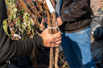 seedlings of young trees with green leaves tie the hands of people with a rope