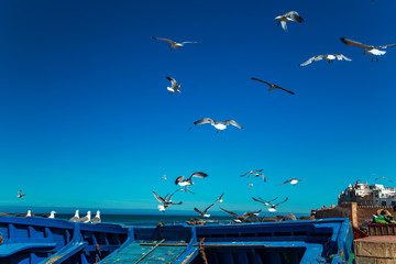 Seagulls in the port of Essaouira. Motion blur.