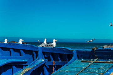 Seagulls in the port of Essaouira.