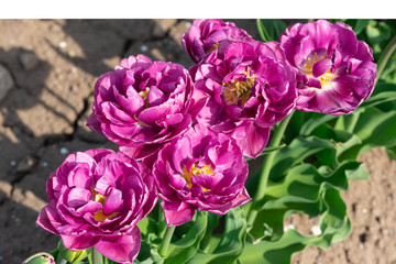 沢山のチューリップ達