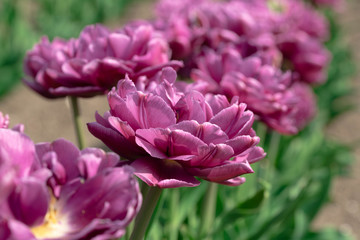 沢山のチューリップ達