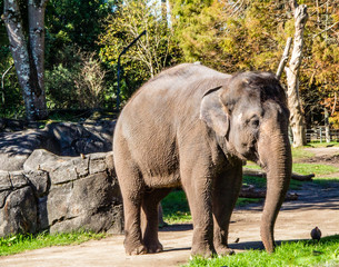 Aisan elephant checks out a log.. Auckland Zoo, Auckland, New Zealand