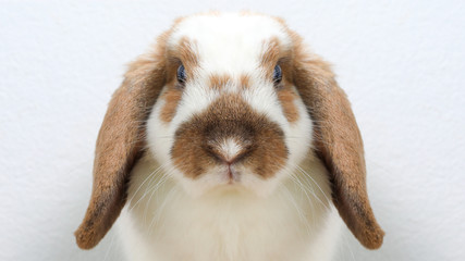 Lovely bunny easter brown rabbit on wooden table. Cute fluffy rabbit on wooden background Lovely mammal with beautiful bright eyes in nature life.Animal concept.