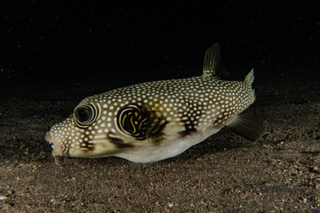 Fish swim in the Red Sea, colorful fish, Eilat Israel © yeshaya