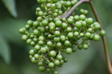 bunch of green grapes or green fruit on the forest