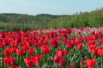沢山のチューリップ達