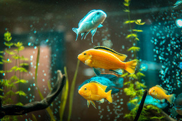 Goldfish in freshwater aquarium with green beautiful planted tropical. fish in freshwater aquarium with green beautiful planted tropical.  Colorful fish on green background. - obrazy, fototapety, plakaty