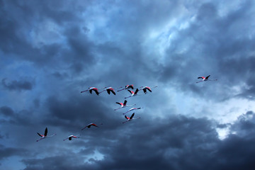 Flamingos (Phoenicopteridae) flying against dark cloudy sky.