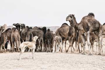Fototapeta na wymiar A Sloughi (Arabian greyhound) herds a group of dromedaries (camels) at a well in the desert of Morocco.