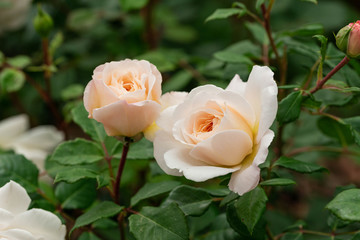 ローズガーデンに咲く